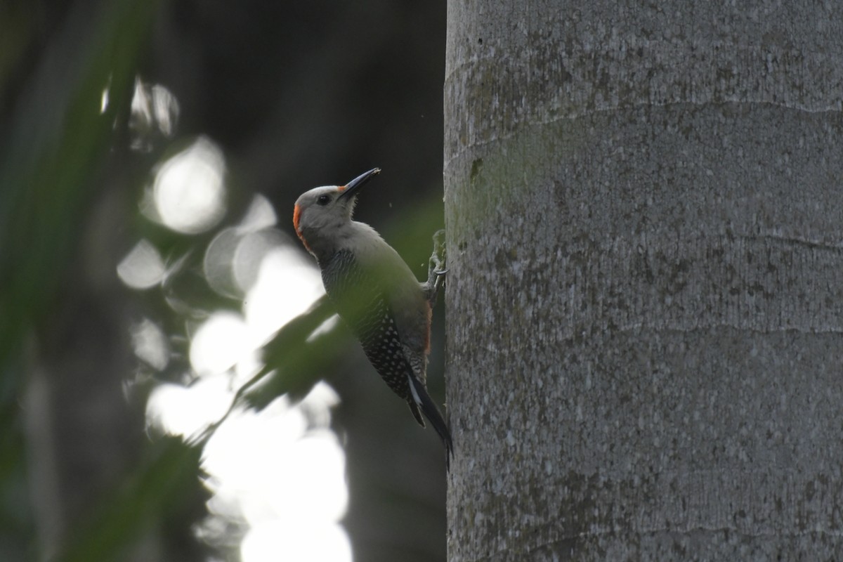 Yucatan Woodpecker - ML620128046