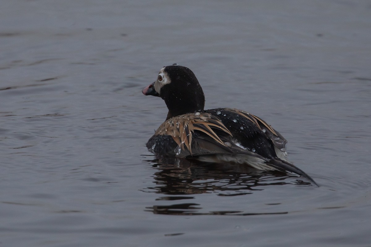Long-tailed Duck - ML620128048