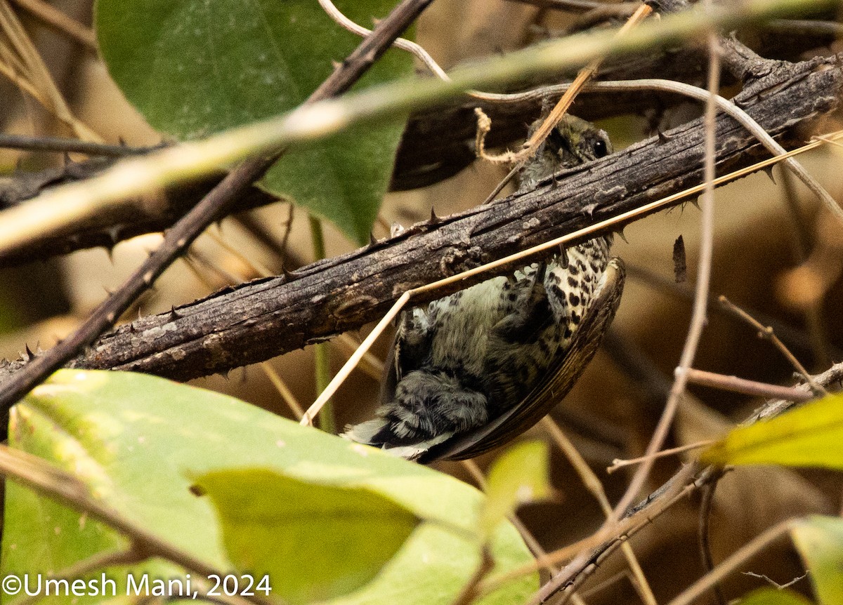 Speckled Piculet - ML620128056