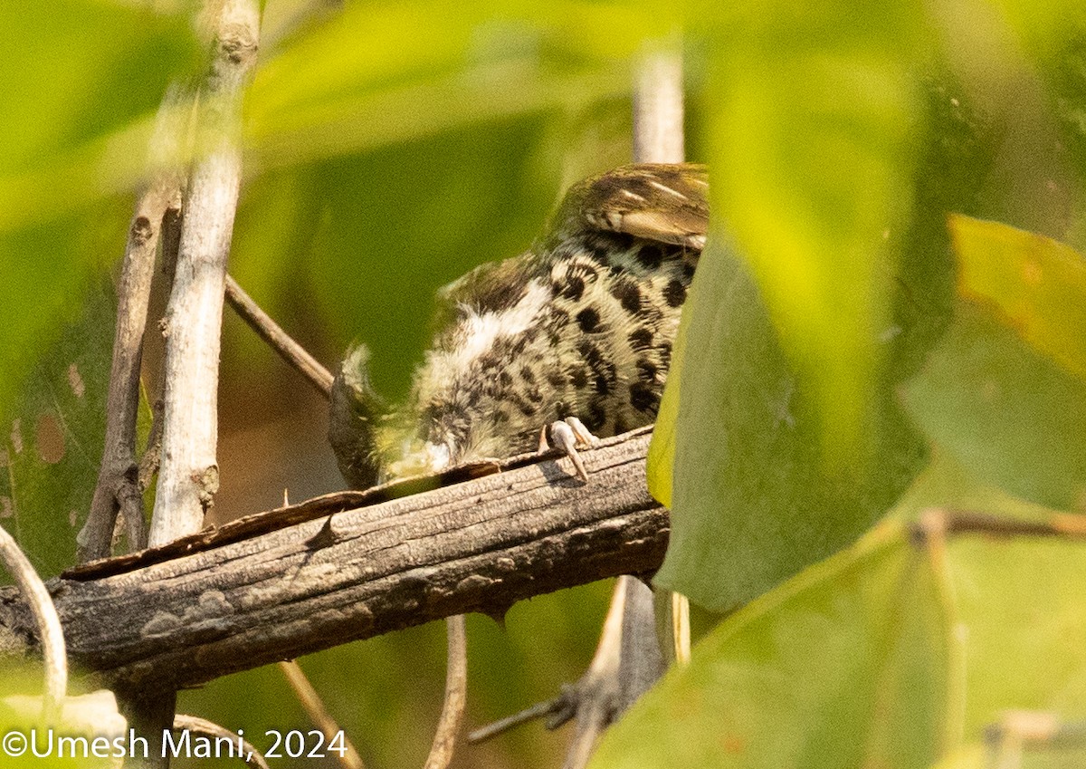 Speckled Piculet - ML620128057
