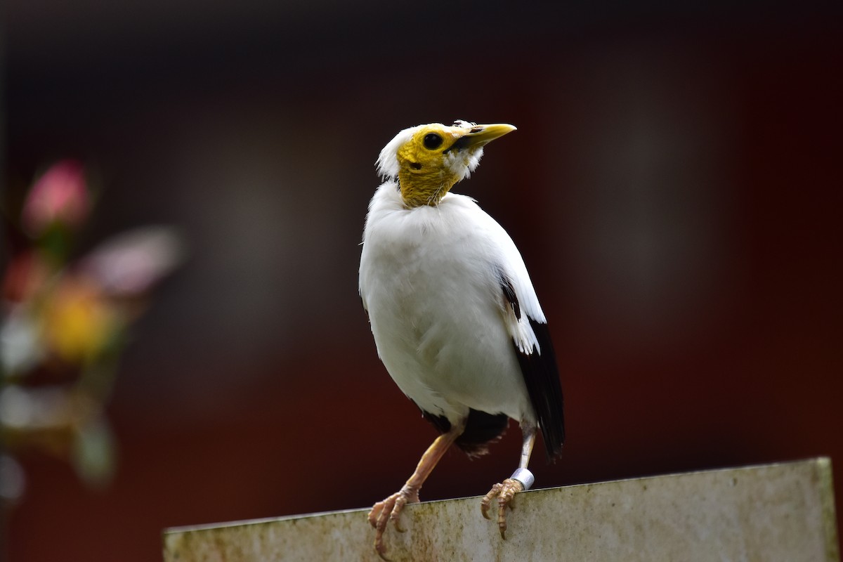 Black-winged Myna - ML620128063