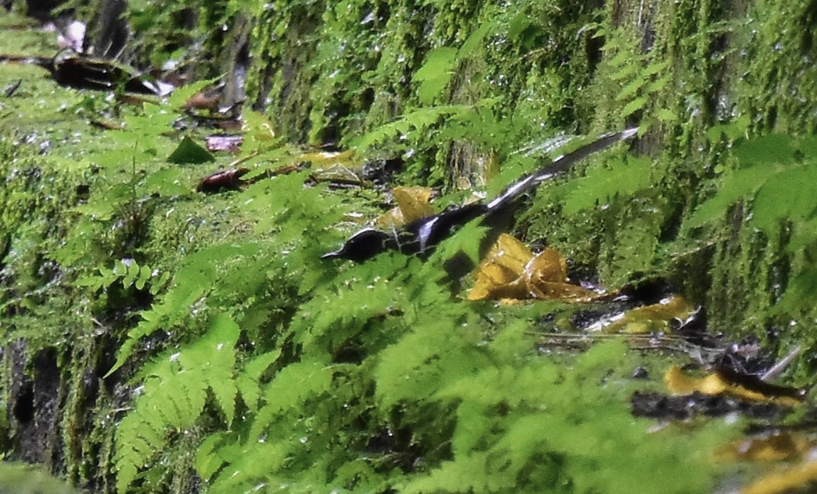 White-crowned Forktail (Javan) - ML620128099