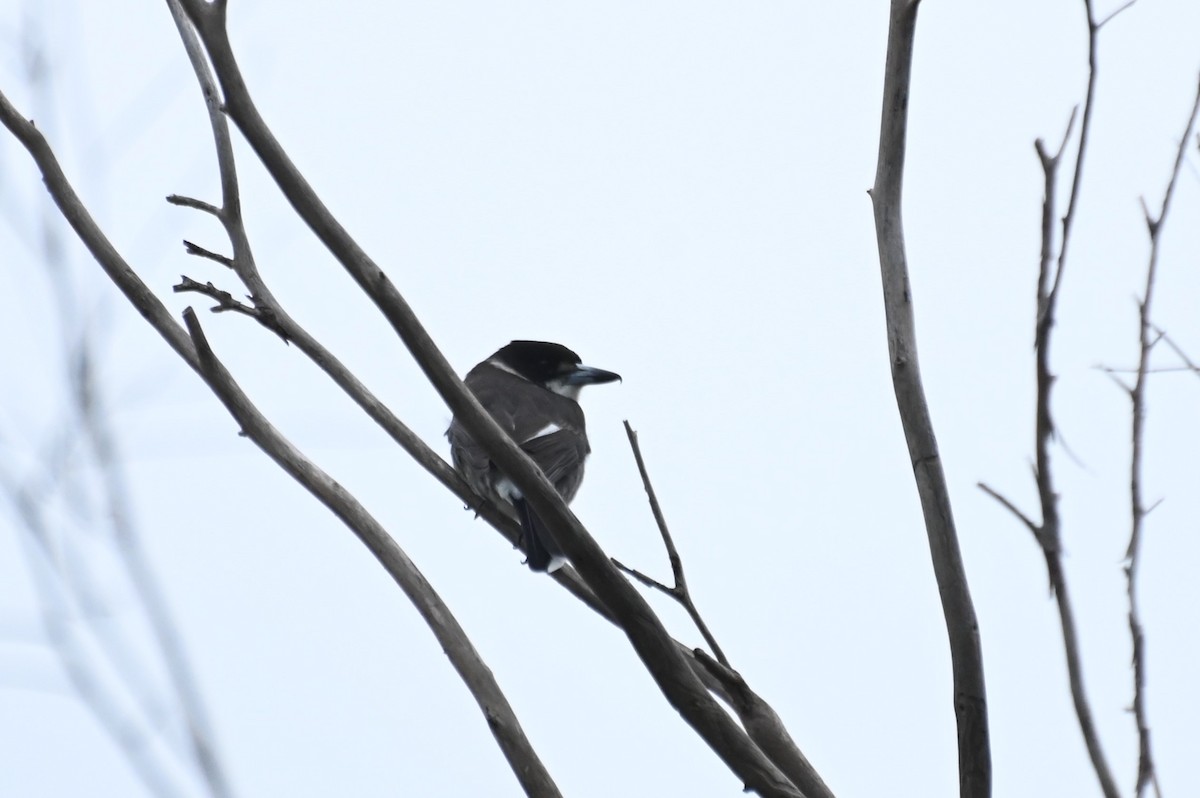 Gray Butcherbird - ML620128102