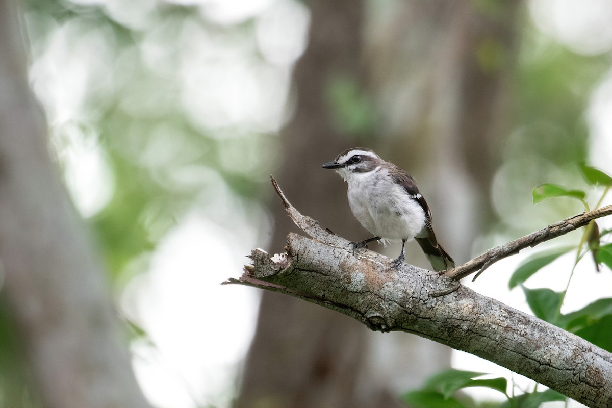 White-browed Robin - ML620128114