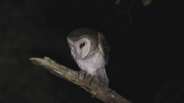 Australian Masked-Owl - ML620128116