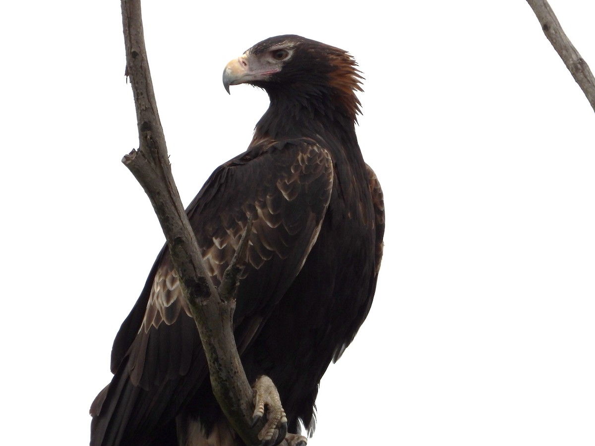 Wedge-tailed Eagle - ML620128119