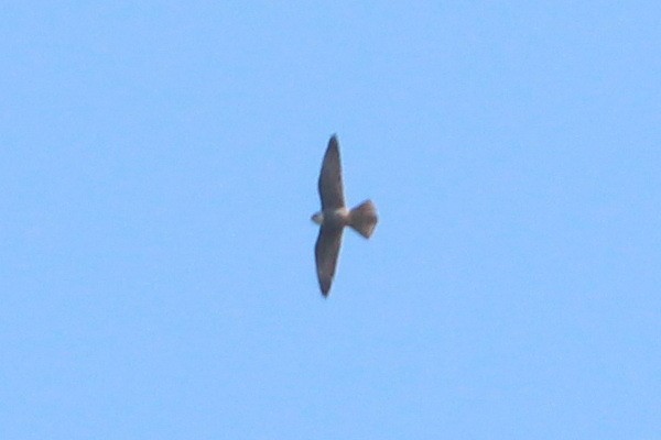 Falco sp. - ML620128140