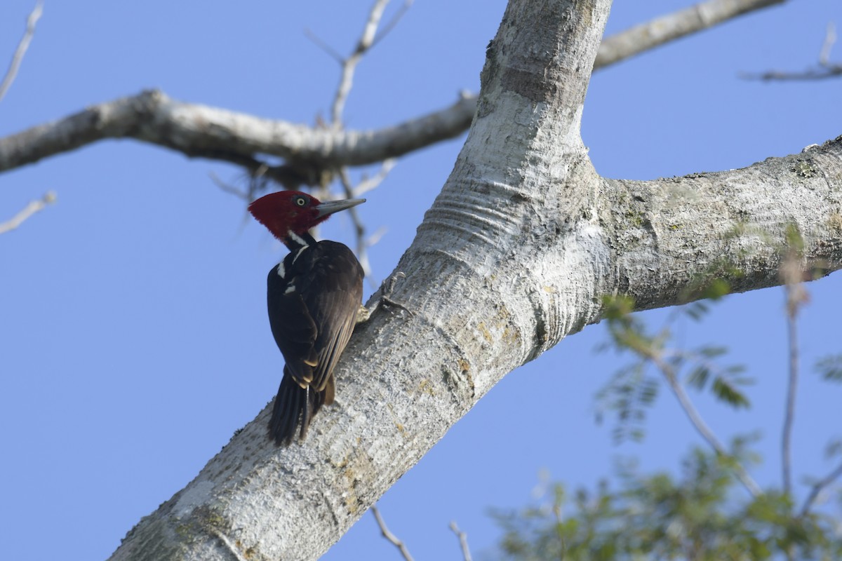 Pale-billed Woodpecker - ML620128159