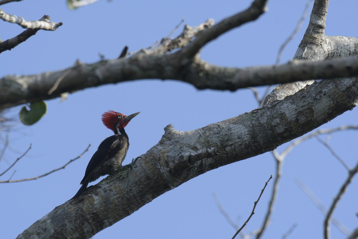 Pale-billed Woodpecker - ML620128166