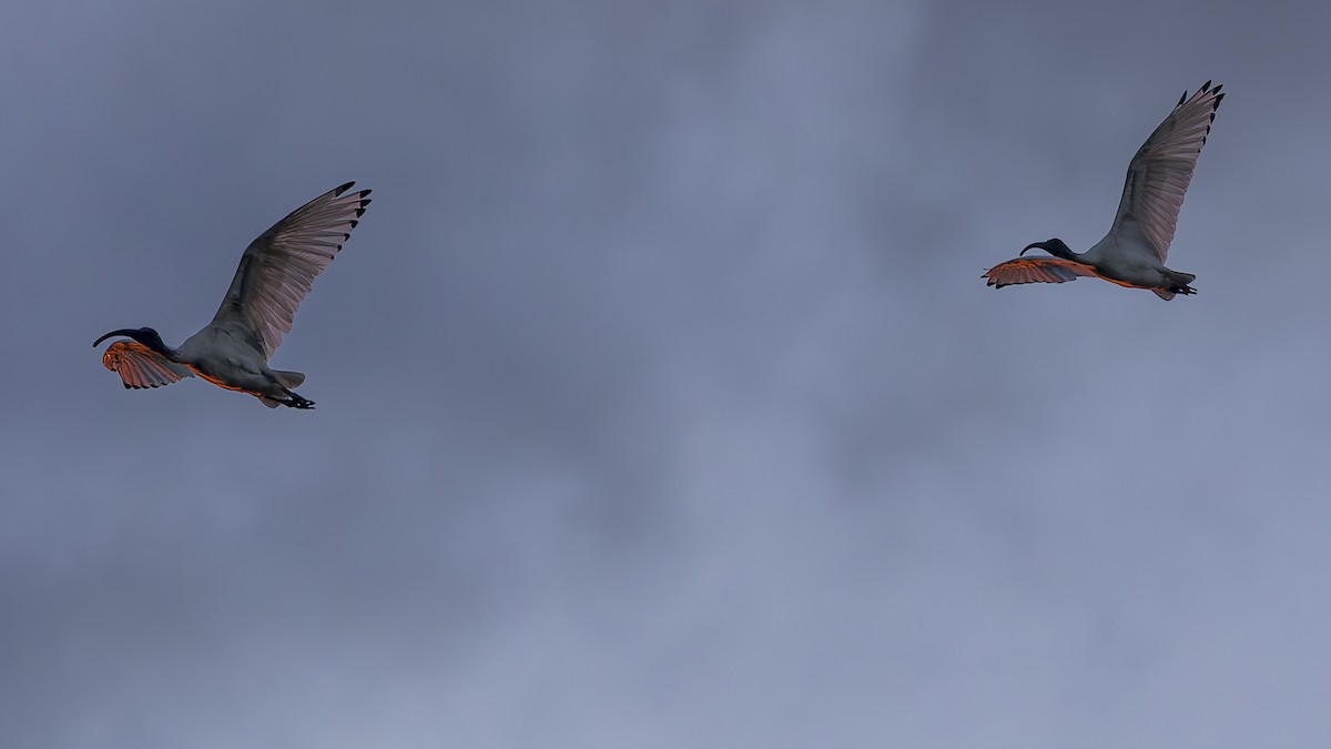ibis australský - ML620128167