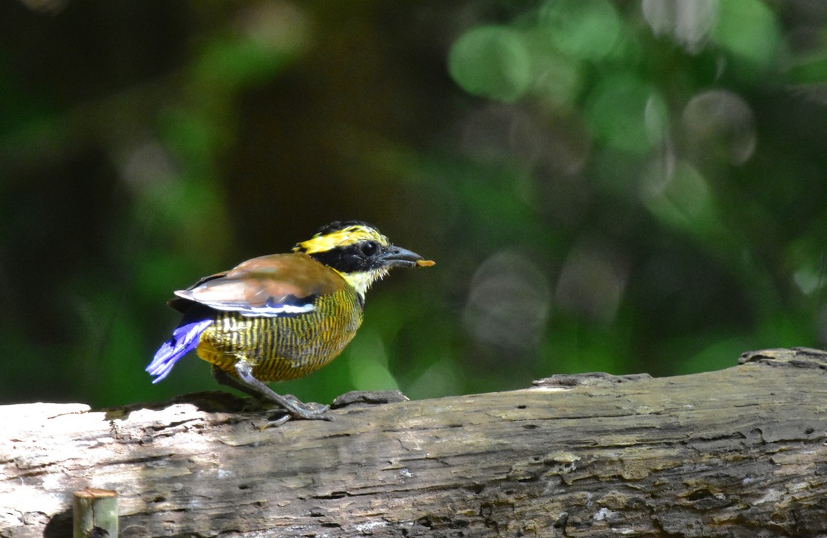 Javan Banded-Pitta - ML620128180