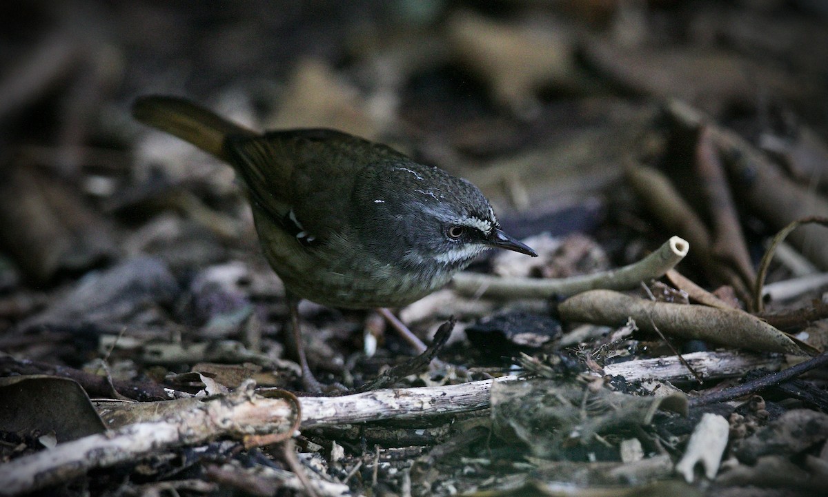 White-browed Scrubwren (White-browed) - ML620128189