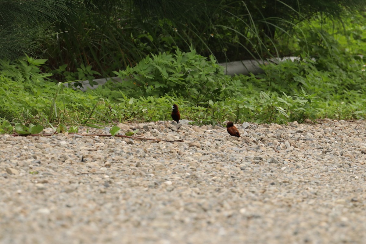 Chestnut Munia (formosana) - ML620128194