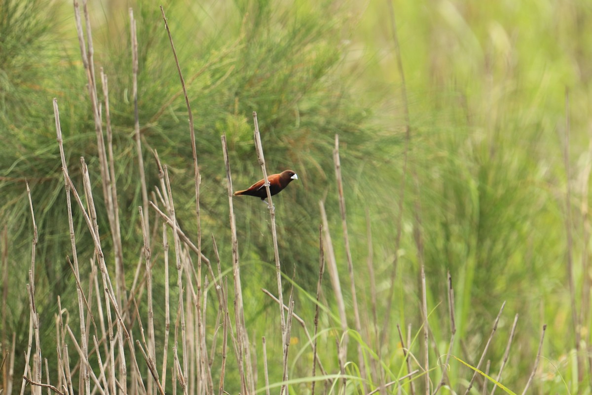 Chestnut Munia (formosana) - ML620128195