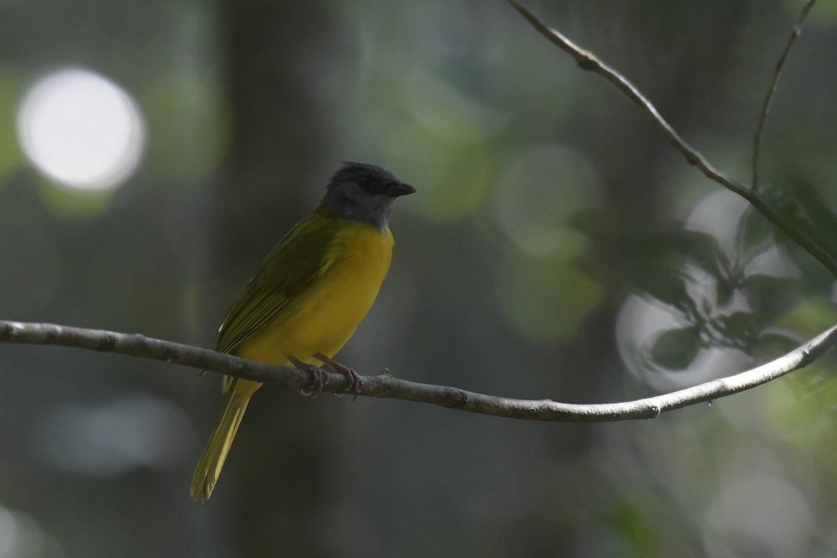 Gray-headed Tanager - ML620128206