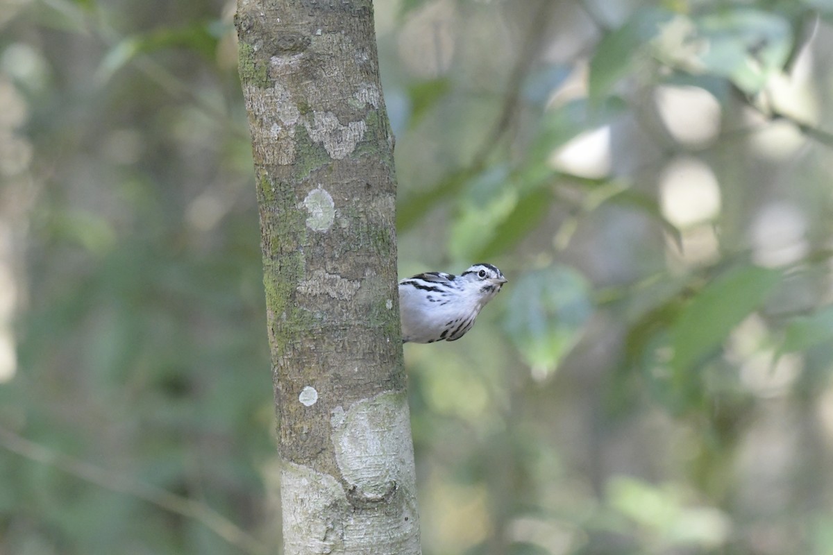 Black-and-white Warbler - ML620128214