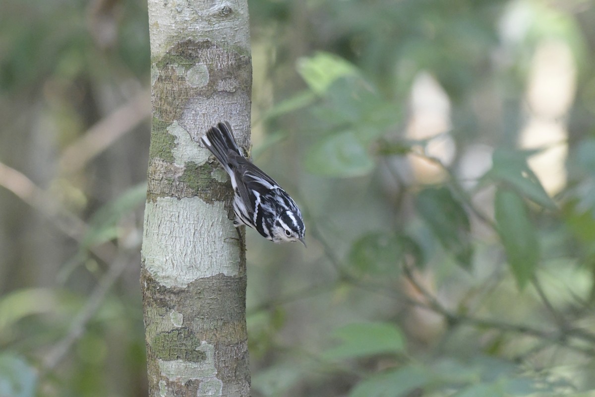 Black-and-white Warbler - ML620128224