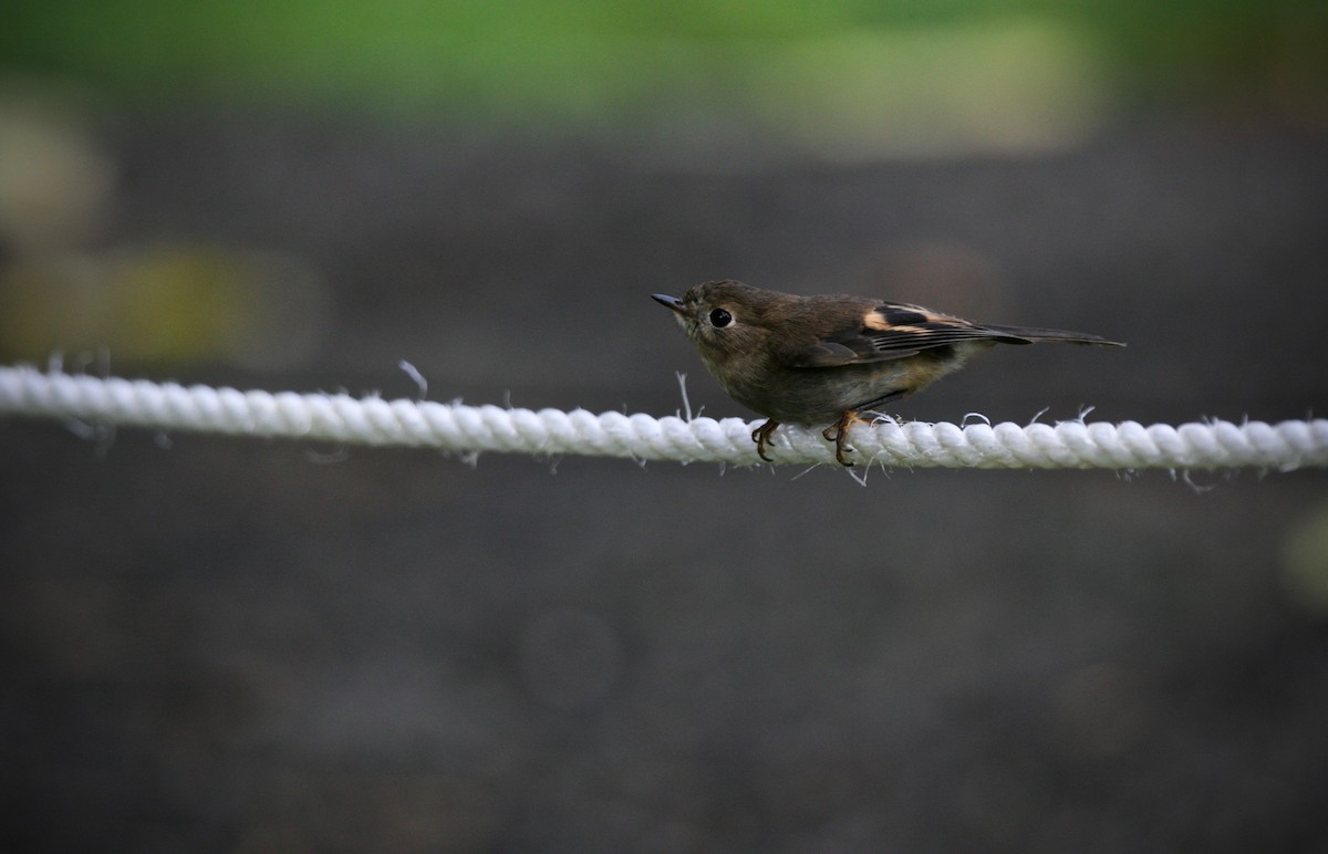 Pink Robin - ML620128246