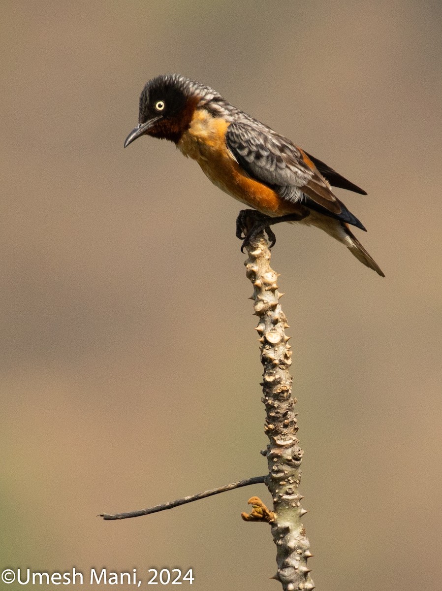 Spot-winged Starling - ML620128260