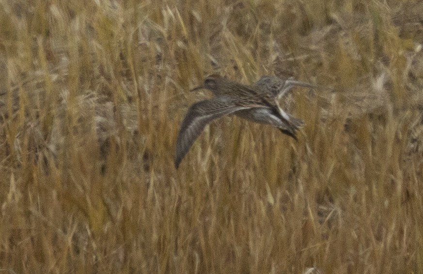 Sharp-tailed Sandpiper - ML620128271