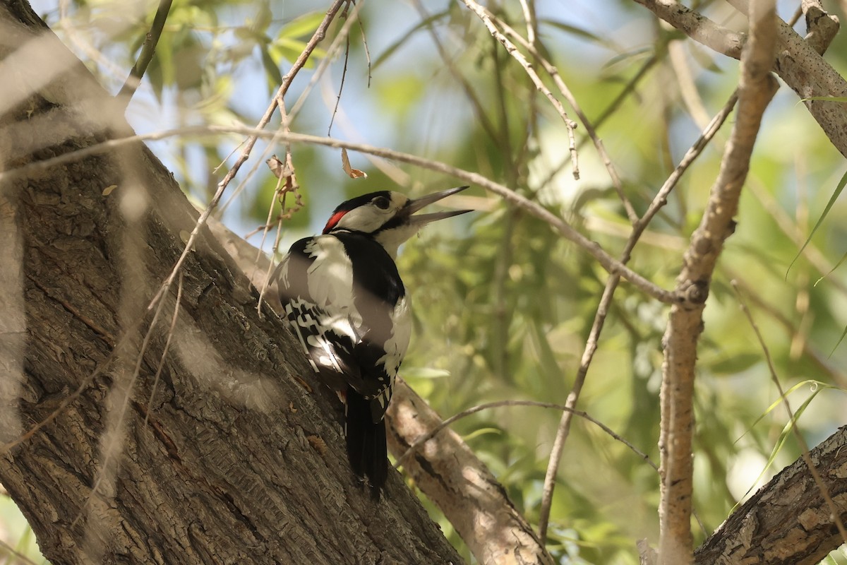 White-winged Woodpecker - ML620128284