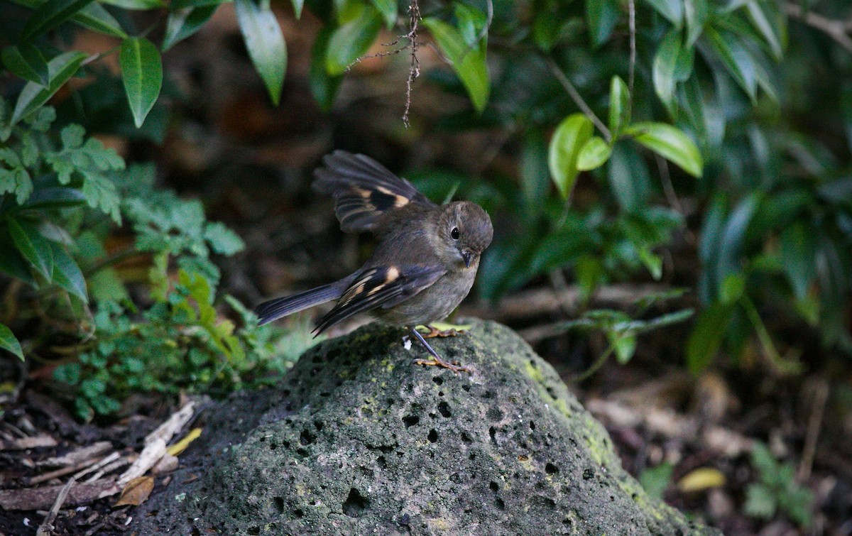 Pink Robin - ML620128286