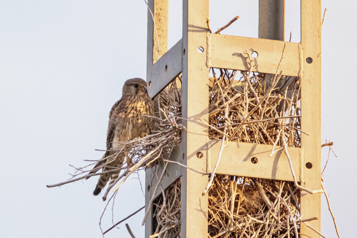 Eurasian Kestrel - ML620128288