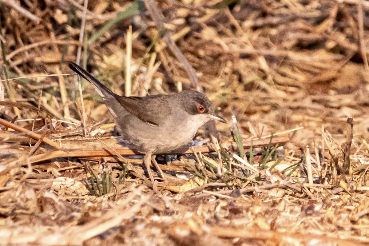 Sardinian Warbler - ML620128303