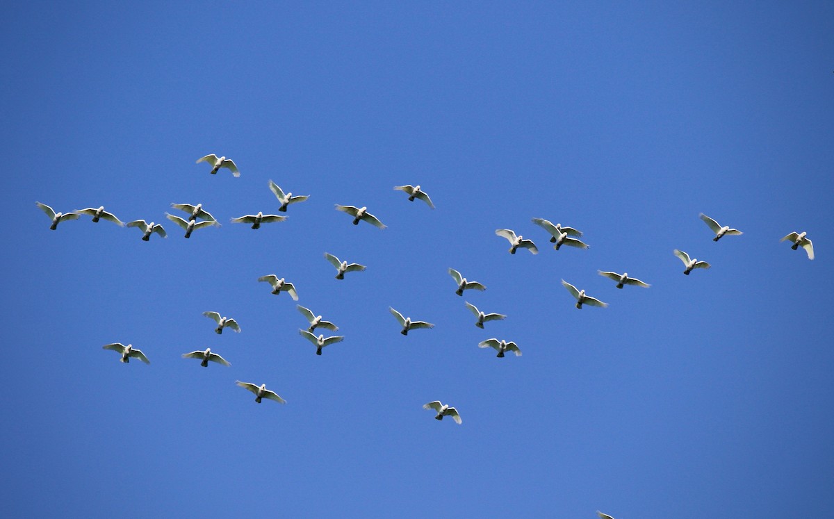 Long-billed Corella - ML620128308