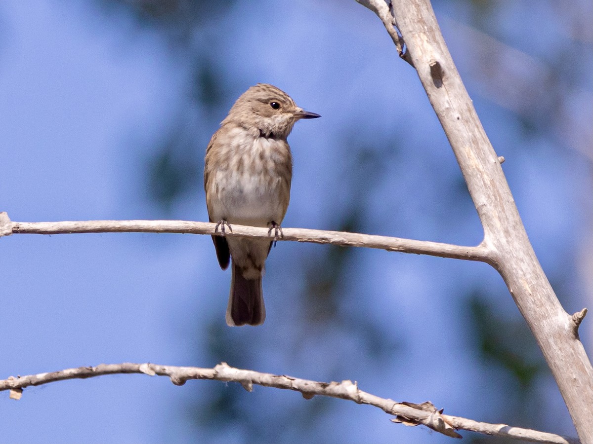 Spotted Flycatcher - ML620128311