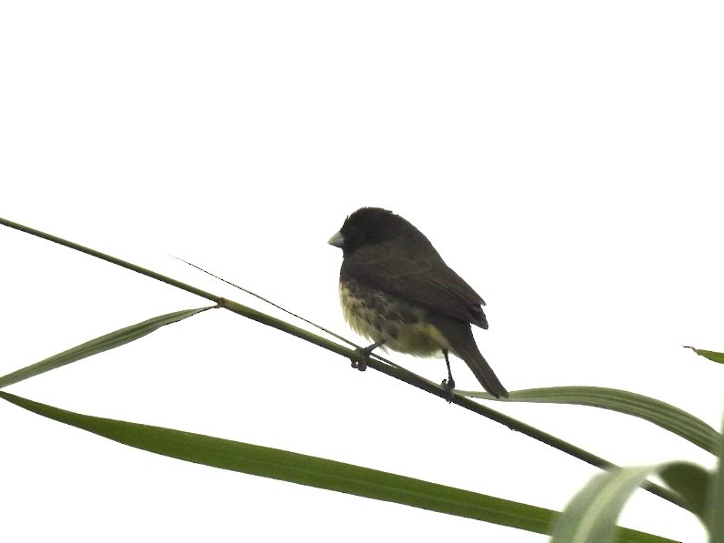 Yellow-bellied Seedeater - Claire J.
