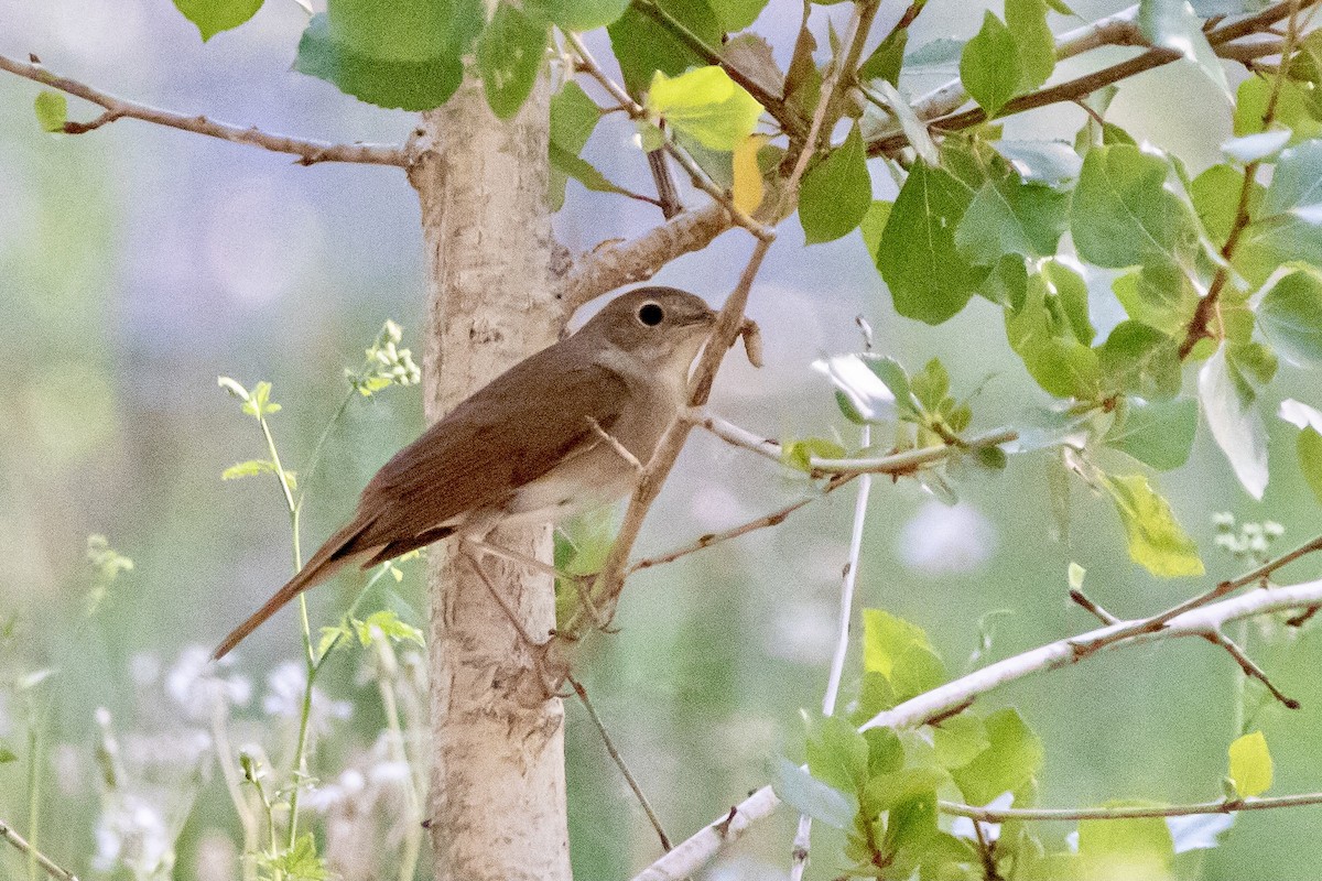 Common Nightingale - ML620128326