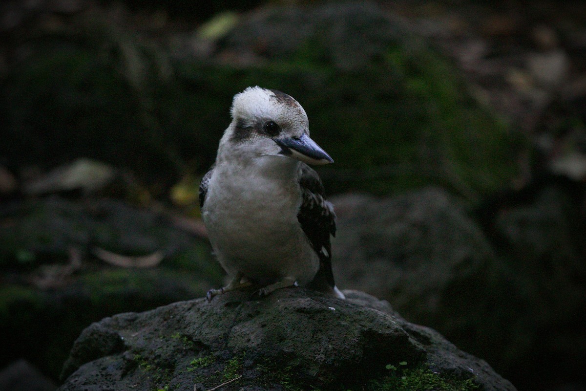 Laughing Kookaburra - ML620128330