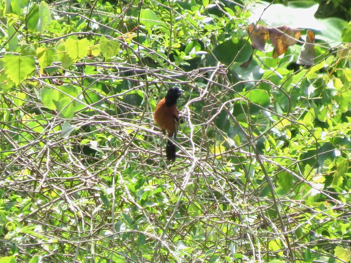 Orchard Oriole - ML620128345