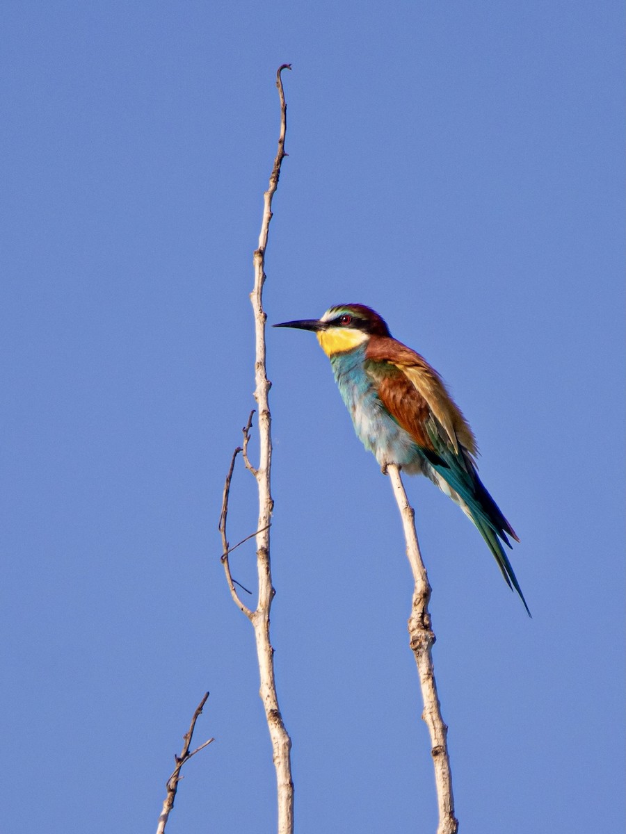 European Bee-eater - ML620128348