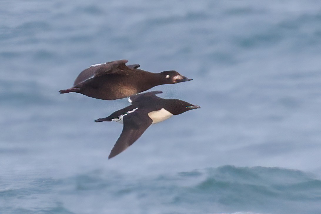 Thick-billed Murre - ML620128350