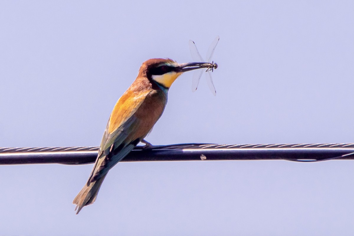 European Bee-eater - ML620128356