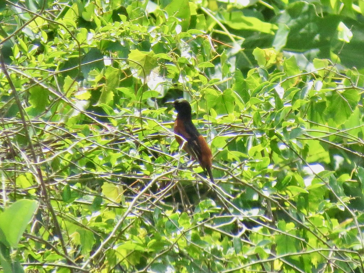 Orchard Oriole - ML620128366
