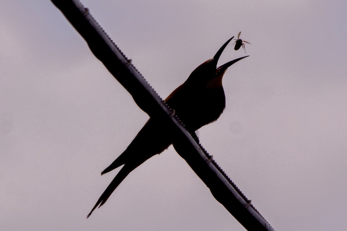 European Bee-eater - ML620128380