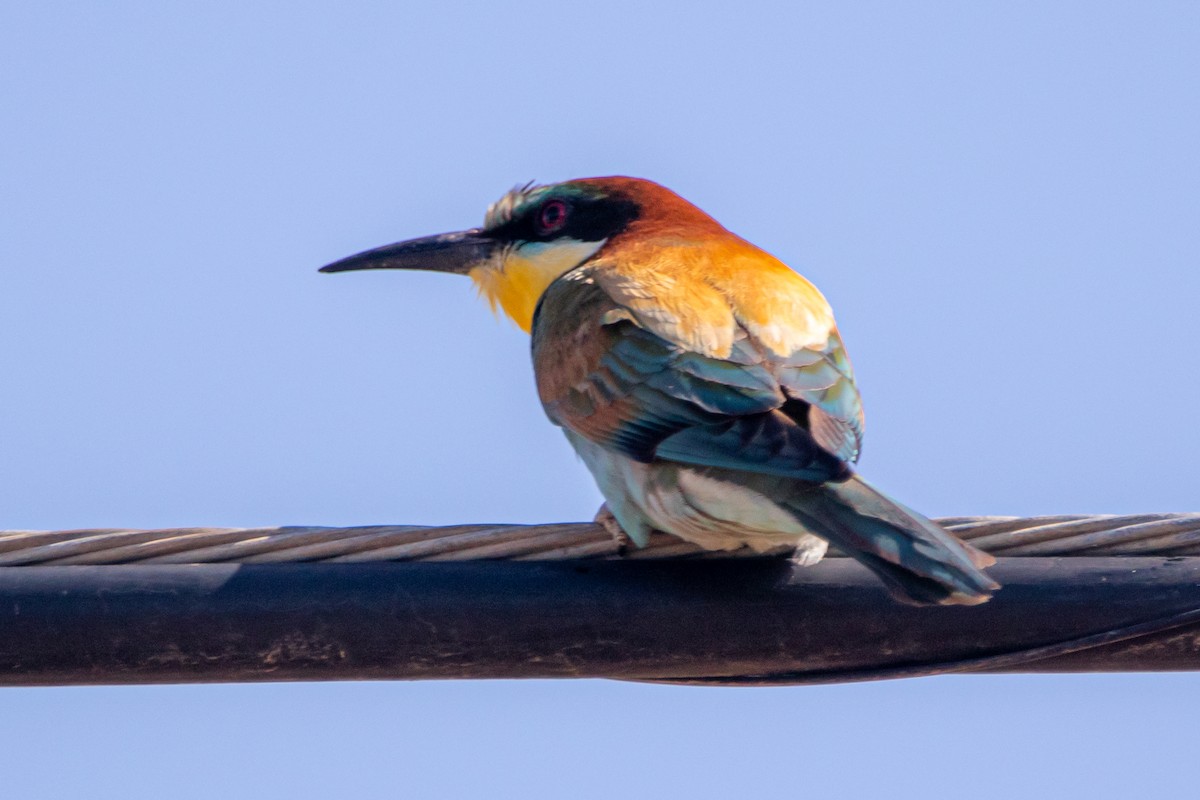 European Bee-eater - ML620128381