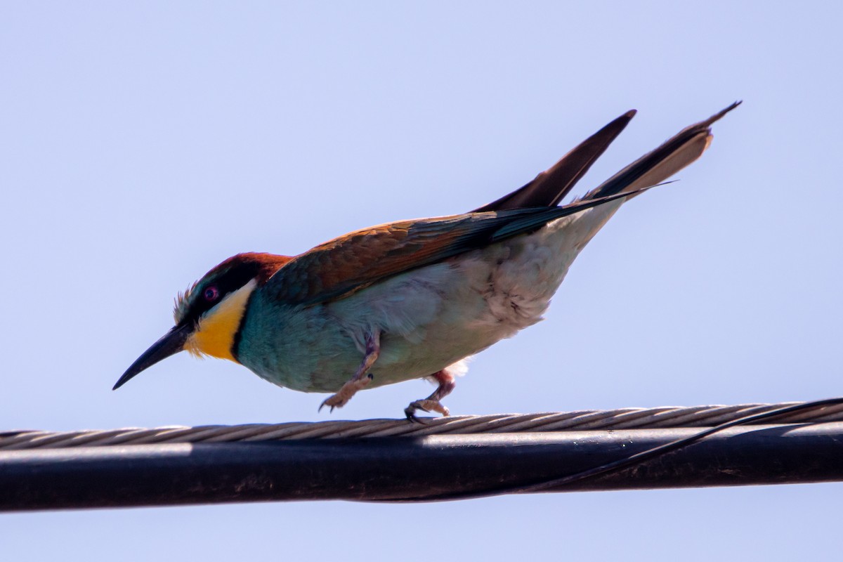 European Bee-eater - ML620128382