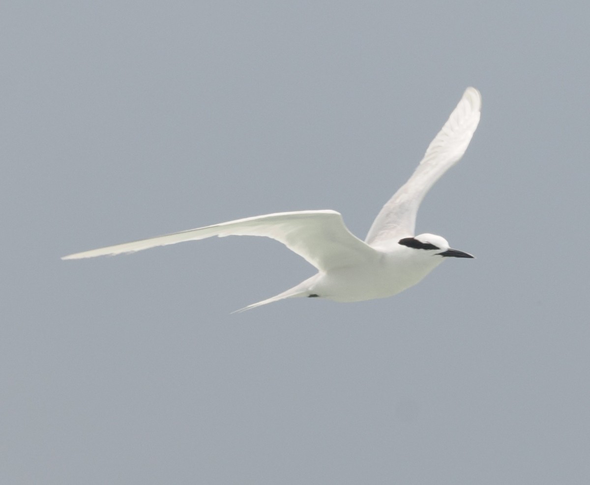 Black-naped Tern - ML620128383