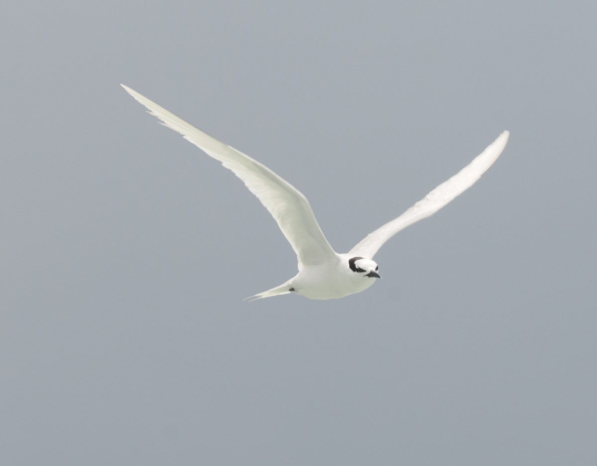 Black-naped Tern - ML620128384