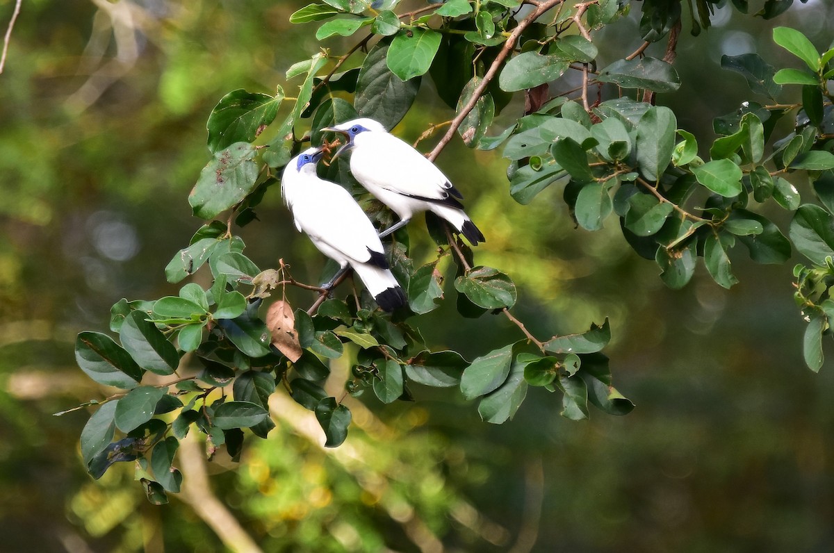 Bali Myna - ML620128406