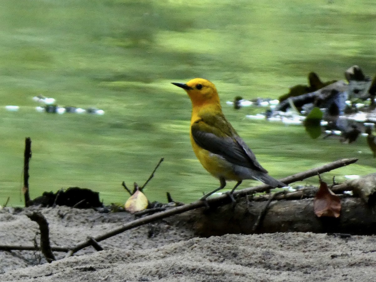 Prothonotary Warbler - ML620128417