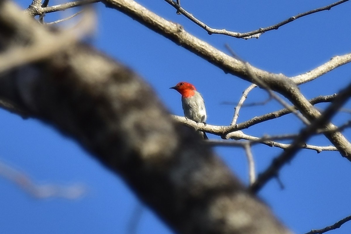 Scarlet-headed Flowerpecker - ML620128418