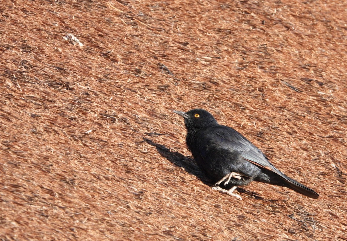 Pale-winged Starling - ML620128421