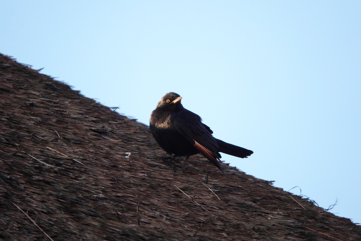 Pale-winged Starling - ML620128424