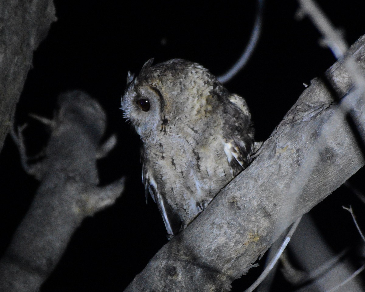 Collared Scops-Owl - ML620128438