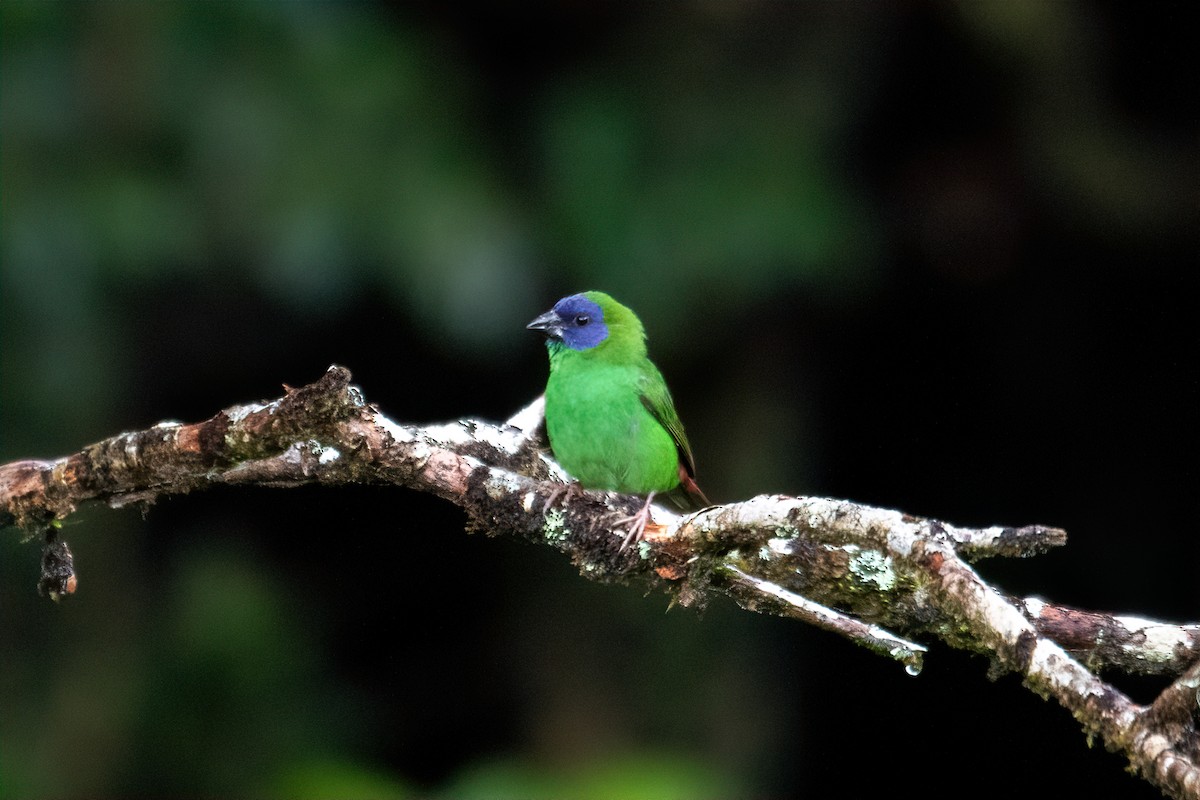 Blue-faced Parrotfinch - ML620128442